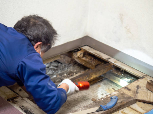 Best Mold Testing  in The Plains, OH