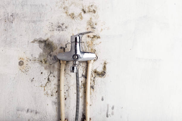 Mold Testing and Removal in The Plains, OH
