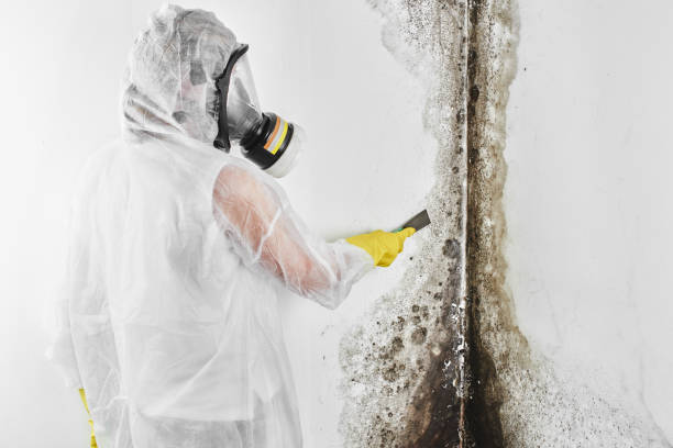 Office Mold Removal Services in The Plains, OH