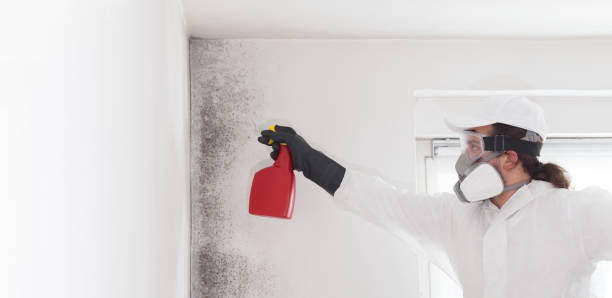 Best Affordable Mold Removal  in The Plains, OH